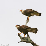 Southern Caracara - Kuifcaracara - Caracara plancus