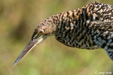 Rufescent Tiger Heron - Rosse Tijgerroerdomp - Tigrosoma lineatum
