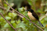 Black-capped Donacobius - Zwartkap-donacobius - Donacobius atricapilla