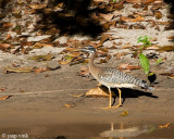 Sunbittern - Zonneral - Eurypyga helias