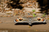 Sunbittern - Zonneral - Eurypyga helias