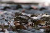 Blackish Nightjar - Roetnachtzwaluw - Caprimulgus nigrescens