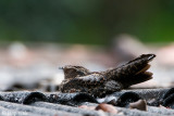 Blackish Nightjar - Roetnachtzwaluw - Caprimulgus nigrescens