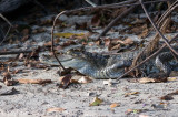 Spectacled Caiman - Brilkaaiman - Caiman crocodilus