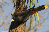 Crested Oropendola - Kuif-oropendola - Psarocolius decumanus