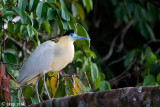 Capped Heron - Kapreiger - Pilherodius pileatus