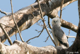 Harpy Eagle - Harpij - Harpia harpyja