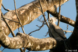 Harpy Eagle - Harpij - Harpia harpyja