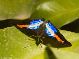 Lavinia Emperor - Doxocopa lavinia