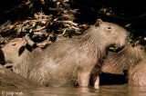Capybara - Capibara - Hydrochoerus hydrochaeris