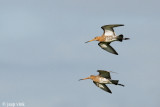 Black-tailed Godwit - Grutto - Limosa limosa