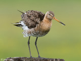 Black-tailed Godwit - Grutto - Limosa limosa