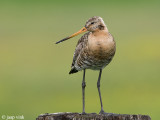 Black-tailed Godwit - Grutto - Limosa limosa