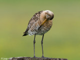 Black-tailed Godwit - Grutto - Limosa limosa