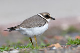 Ringed Plover - Bontbekplevier - Charadrius hiaticula