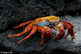 Sally Lightfoot Crab - Sally Lightfoot-krab - Grapsus grapsus