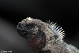 Marine Iguana - Zeeleguaan - Amblyrhynchus cristatus venustissimus
