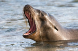 Galapagos Sea Lion - Galapagos Zeeleeuw - Zalophus californianus wollebaeki