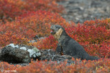 Galapagos Land Iguana - Galapagos Landleguaan - Conolophus subcristatus