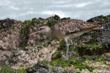 Whimbrel - Regenwulp - Numenius phaeopus