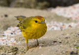 Yellow Warbler - Gele Zanger - Dendroica petechia aureola