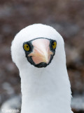 Nazca Booby - Nascagent - Sula granti