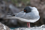 Swallow-tailed Gull - Zwaluwstaartmeeuw - Creagrus furcatus