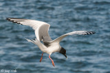 Swallow-tailed Gull - Zwaluwstaartmeeuw - Creagrus furcatus