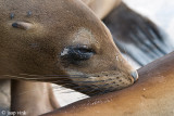 Galapagos Sea Lion - Galapagos Zeeleeuw - Zalophus californianus wollebaeki
