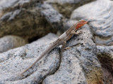 Galapagos Lava Lizard - Galapagos Lavahagedis - Microlophus albemarlensis