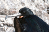 Great Frigatebird - Grote Fregatvogel - Fregata minor