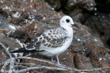 Swallow-tailed Gull - Zwaluwstaartmeeuw - Creagrus furcatus