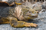Galapagos Land Iguana - Galapagos Landleguaan - Conolophus subcristatus