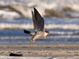 Peregrine - Slechtvalk - Falco peregrinus