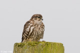 Merlin - Smelleken - Falco columbarius