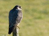 Peregrine - Slechtvalk - Falco peregrinus