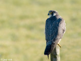 Peregrine - Slechtvalk - Falco peregrinus