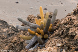 Lava Cactus - Lavacactus - Brachycereus nesioticus