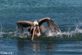 Brown Pelican - Bruine Pelikaan - Pelecanus occidentalis