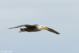 Waved Albatross - Galpagosalbatros - Diomedea irrorata