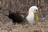 Waved Albatross - Galpagosalbatros - Diomedea irrorata