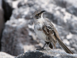 Hood Mockingbird - Kapspotlijster - Neomimus macdonaldi
