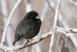 Small Ground Finch - Kleine Grondvink - Geospiza fuliginosa
