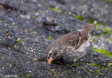 Small Ground Finch - Kleine Grondvink - Geospiza fuliginosa