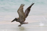 Brown Pelican - Bruine Pelikaan - Pelecanus occidentalis