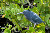 Lava Heron - Lavareiger - Butorides sundevalli