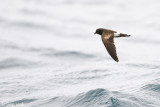 White-vented Storm-Petrel - Sierlijk Stormvogeltje - Oceanites gracilis galapagoensis