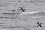 Galpagos Shearwater - Galpagospijlstormvogel - Puffinus subalaris