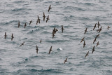 Galpagos Shearwater - Galpagospijlstormvogel - Puffinus subalaris