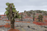 Landscape with Prickly-pear Cactus and Sea Purslane
